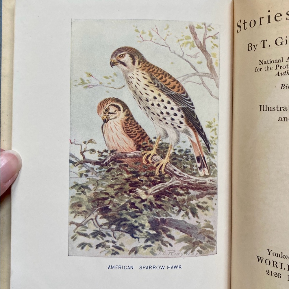 1929 Stories of Bird Life Pearson Animals Audubon Preservation Birds Birdwatcher - Picture 3 of 16